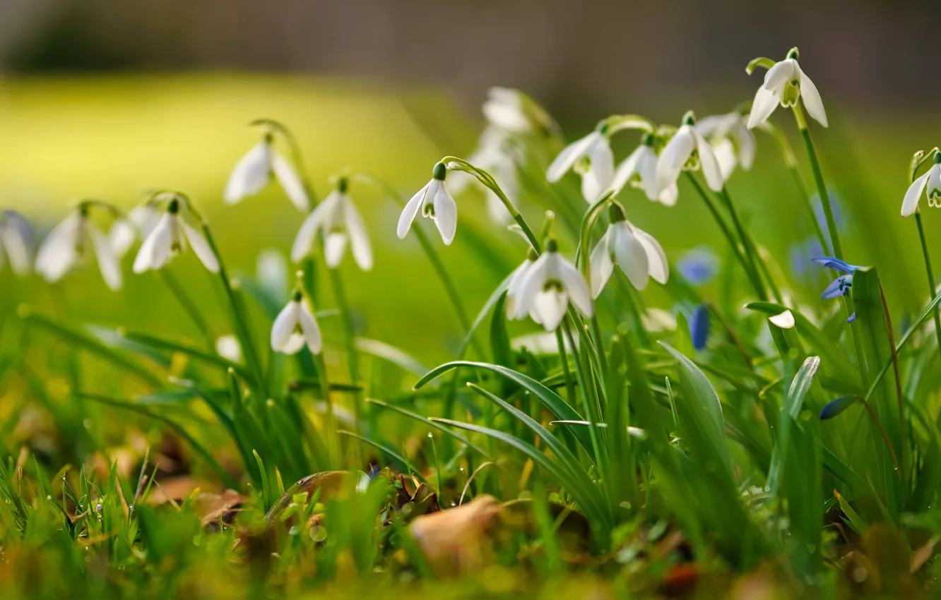 Photo wallpaper greens, grass, light, flowers, glade, spring, snowdrops, white