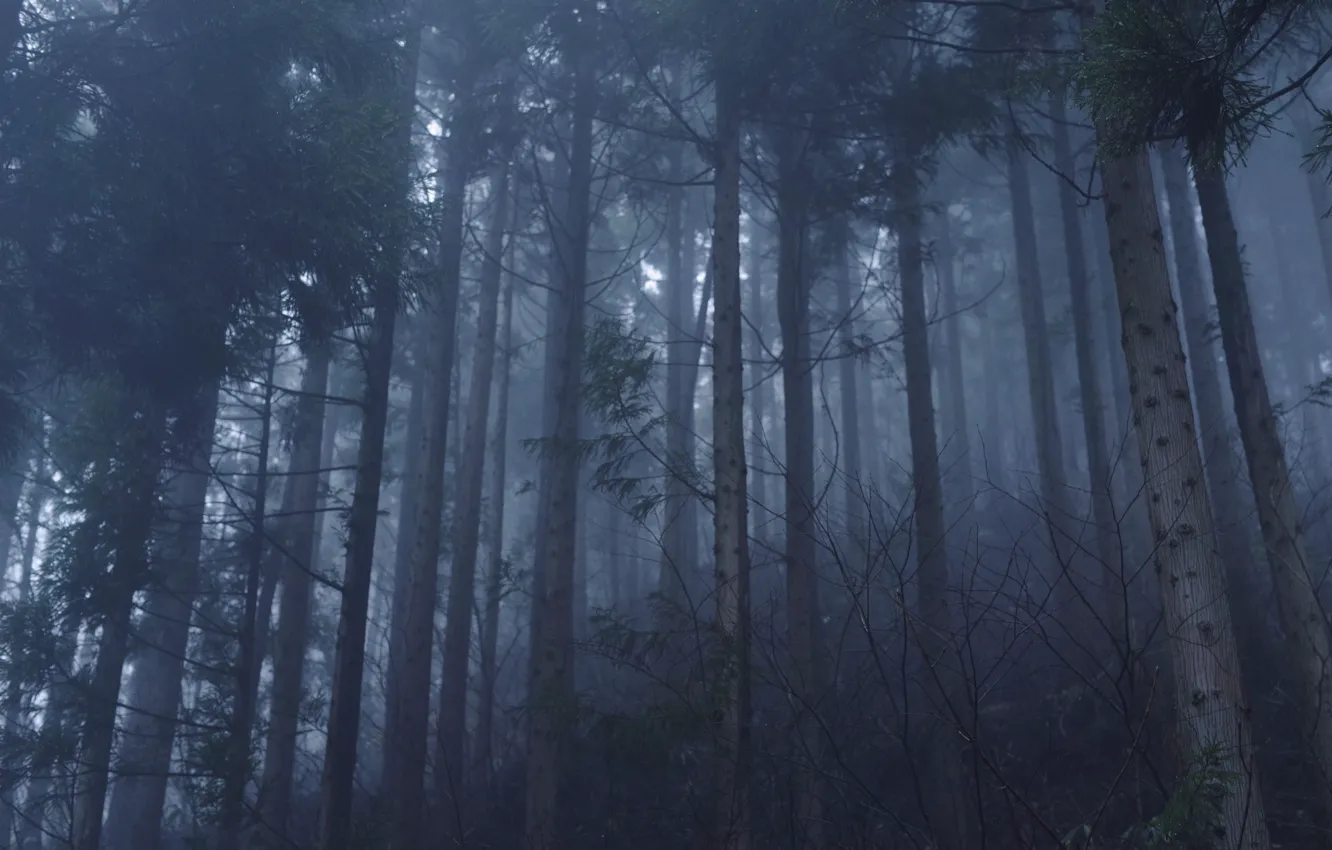 Photo wallpaper forest, trees, nature, fog