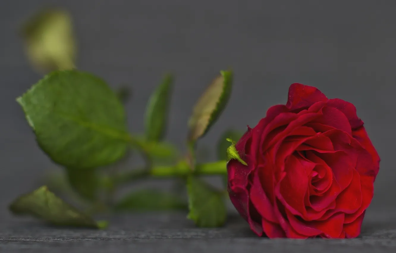 Photo wallpaper leaves, flowers, roses, red rose, grey background