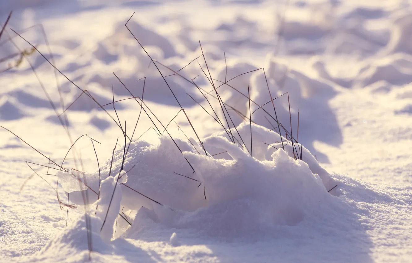 Photo wallpaper white, winter, snow, cold