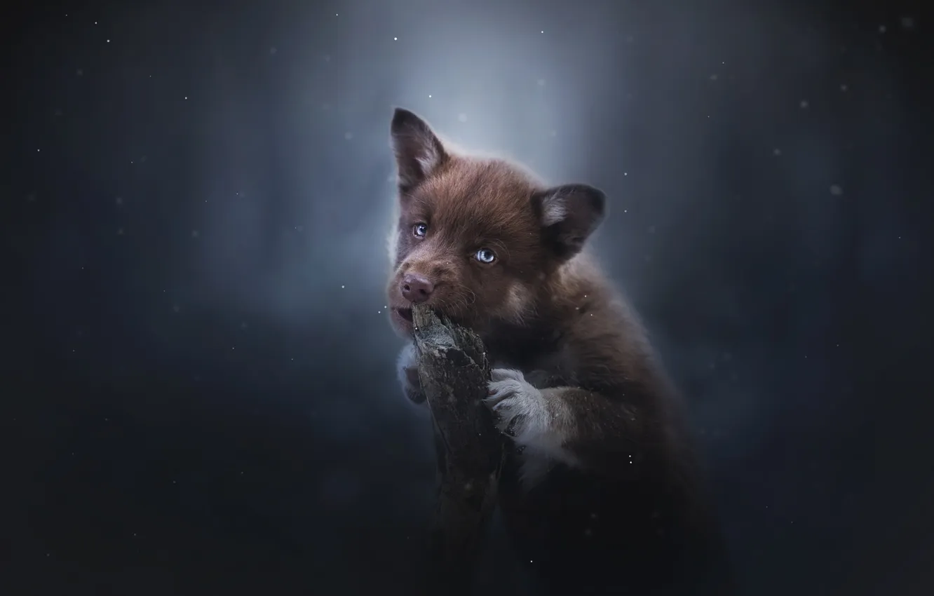 Photo wallpaper winter, forest, look, snow, nature, pose, fog, the dark background