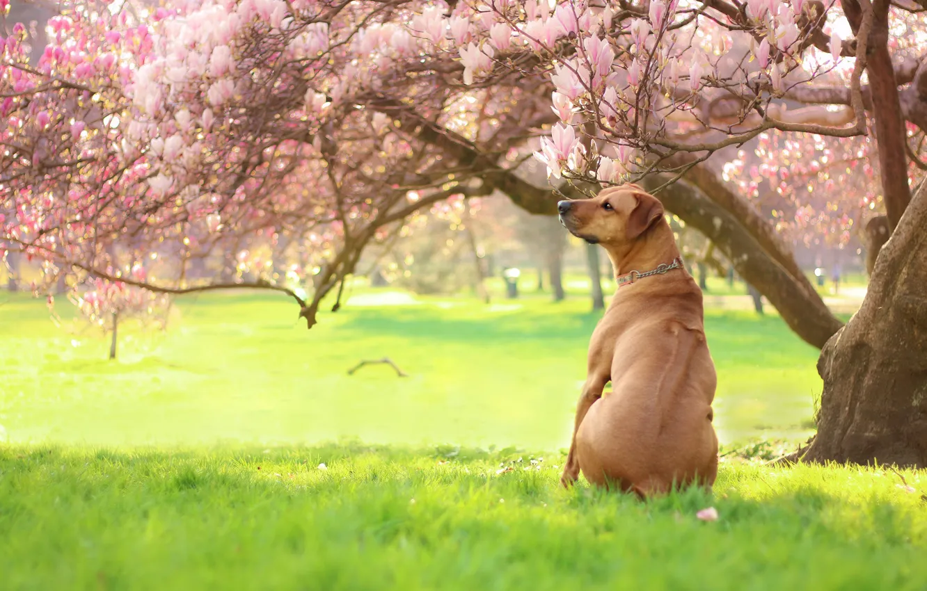 Photo wallpaper greens, grass, light, trees, flowers, branches, Park, mood