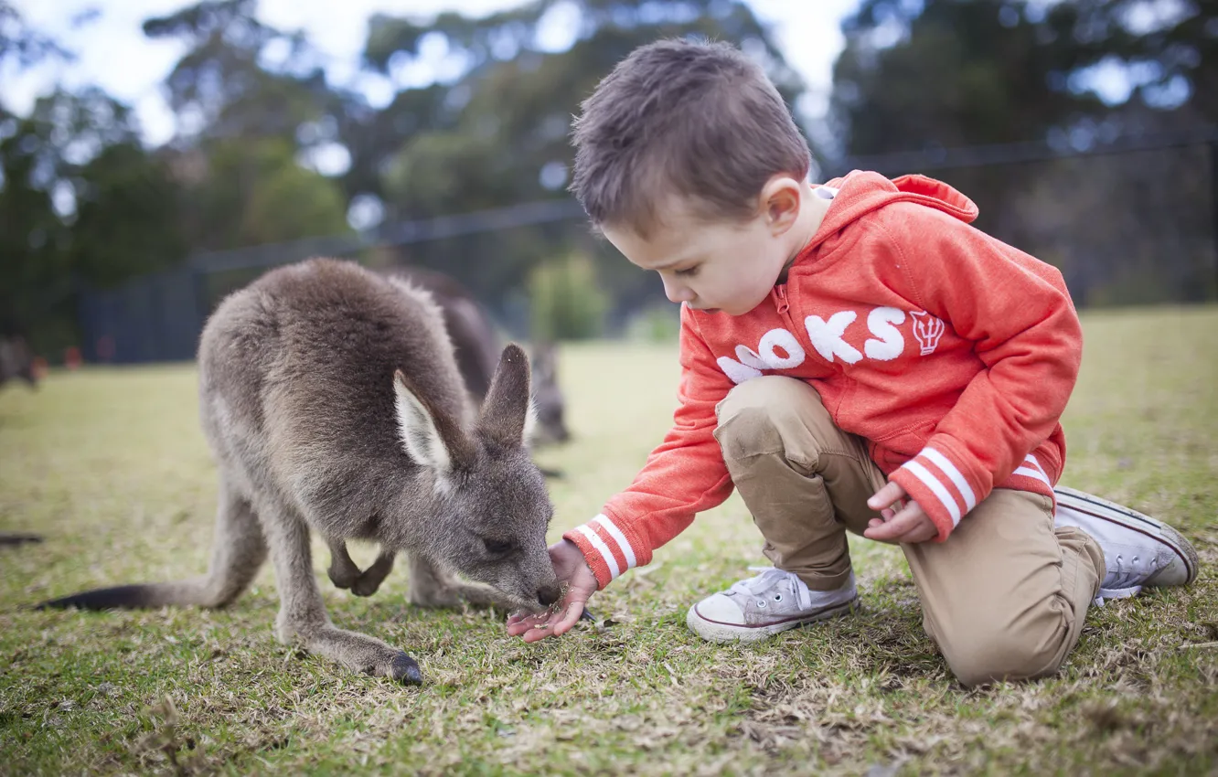 Photo wallpaper children, boy, kangaroo, cub, two, kangaroo, South of Sydney, Helensburgh