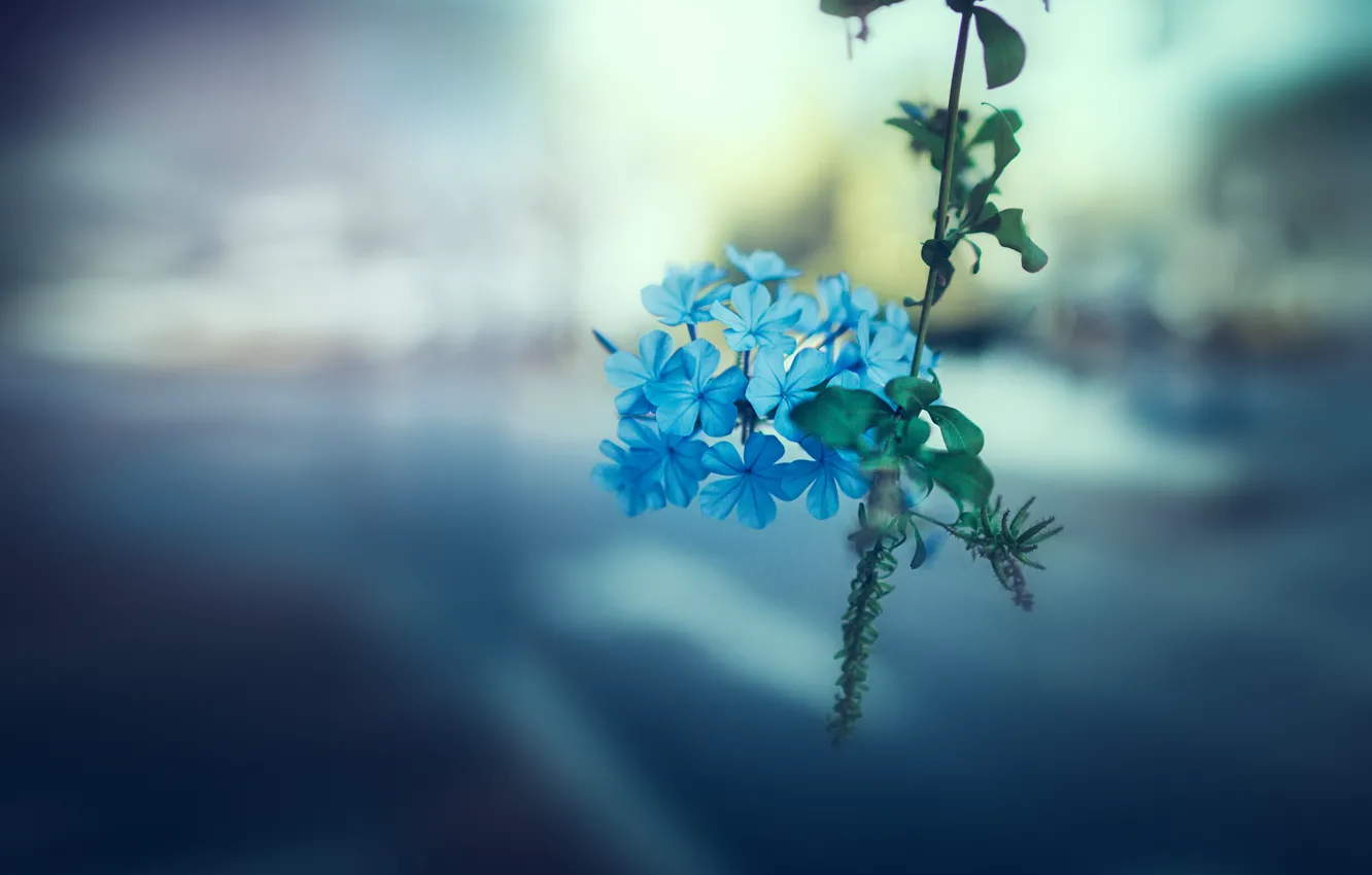 Photo wallpaper flowers, background, blur, branch, blue, bokeh, hydrangea