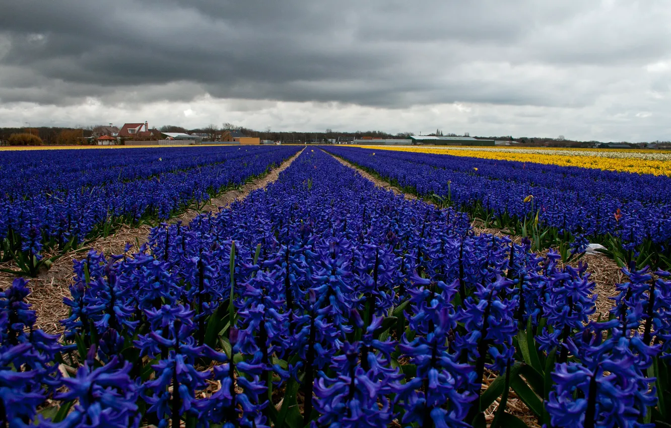 Photo wallpaper field, flowers, spring, plantation, hyacinths