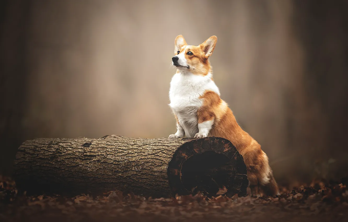 Photo wallpaper dog, log, bokeh, Welsh Corgi