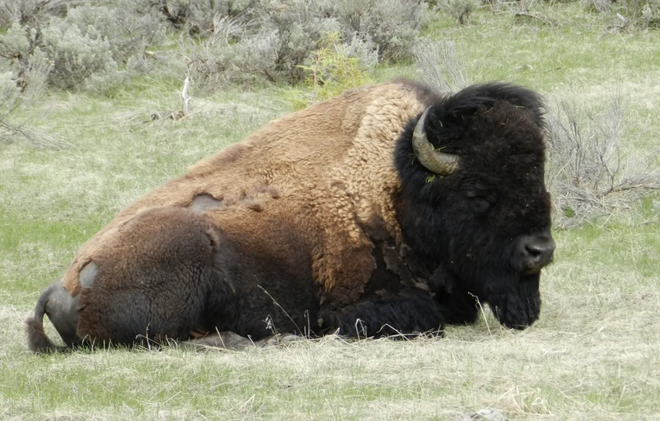 Photo wallpaper animals, Yellowstone, wildlife, Bison, Buffalo