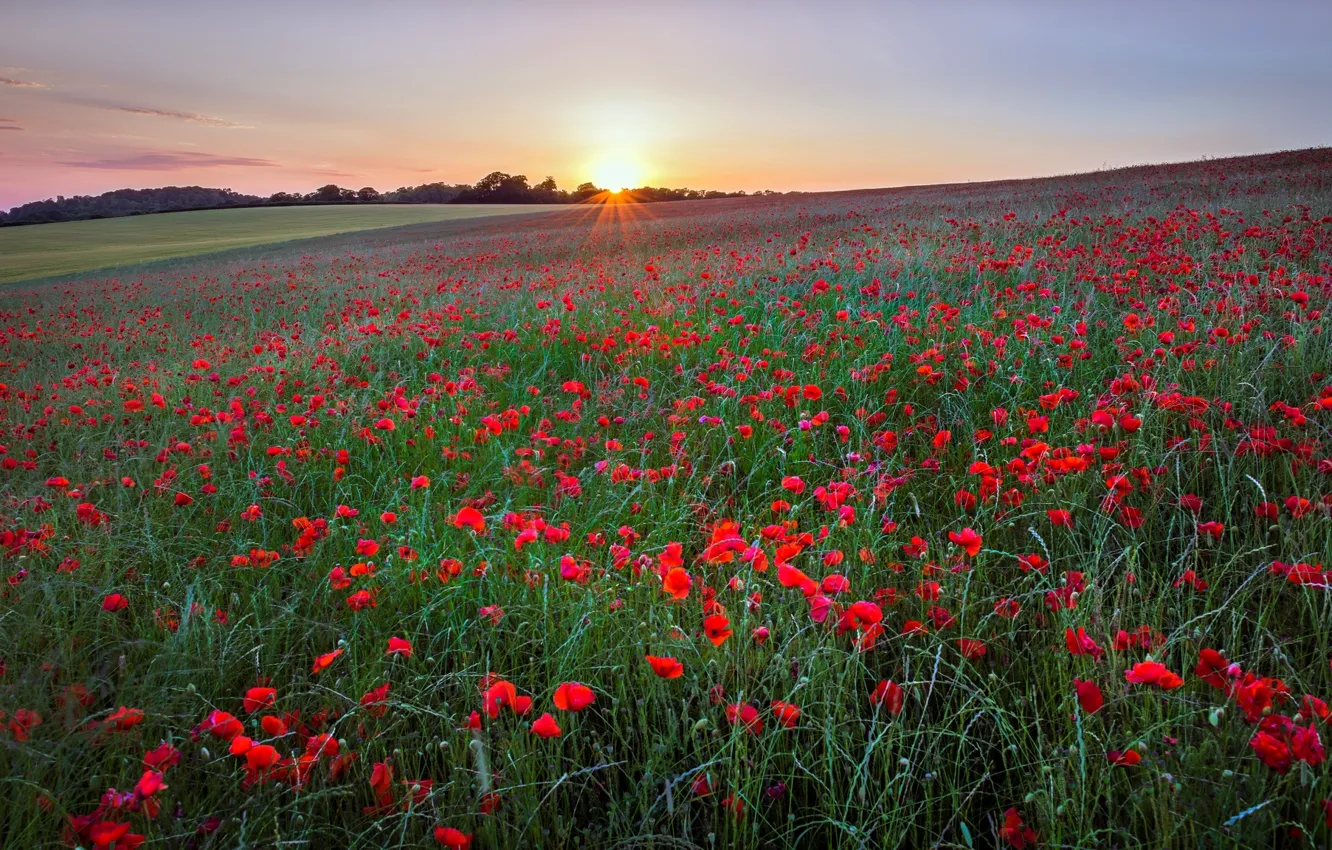 Photo wallpaper sunrise, the sun, Maki, meadow