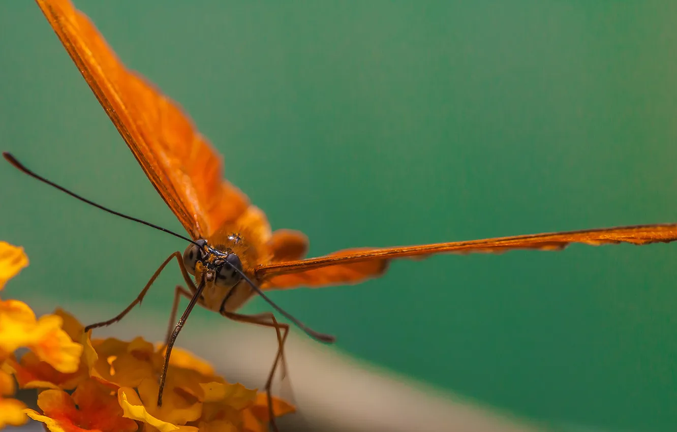 Photo wallpaper butterfly, macro, animal