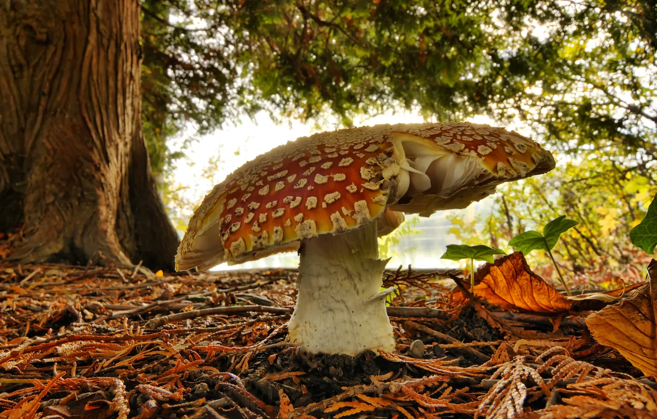 Photo wallpaper autumn, forest, leaves, macro, trees, mushrooms