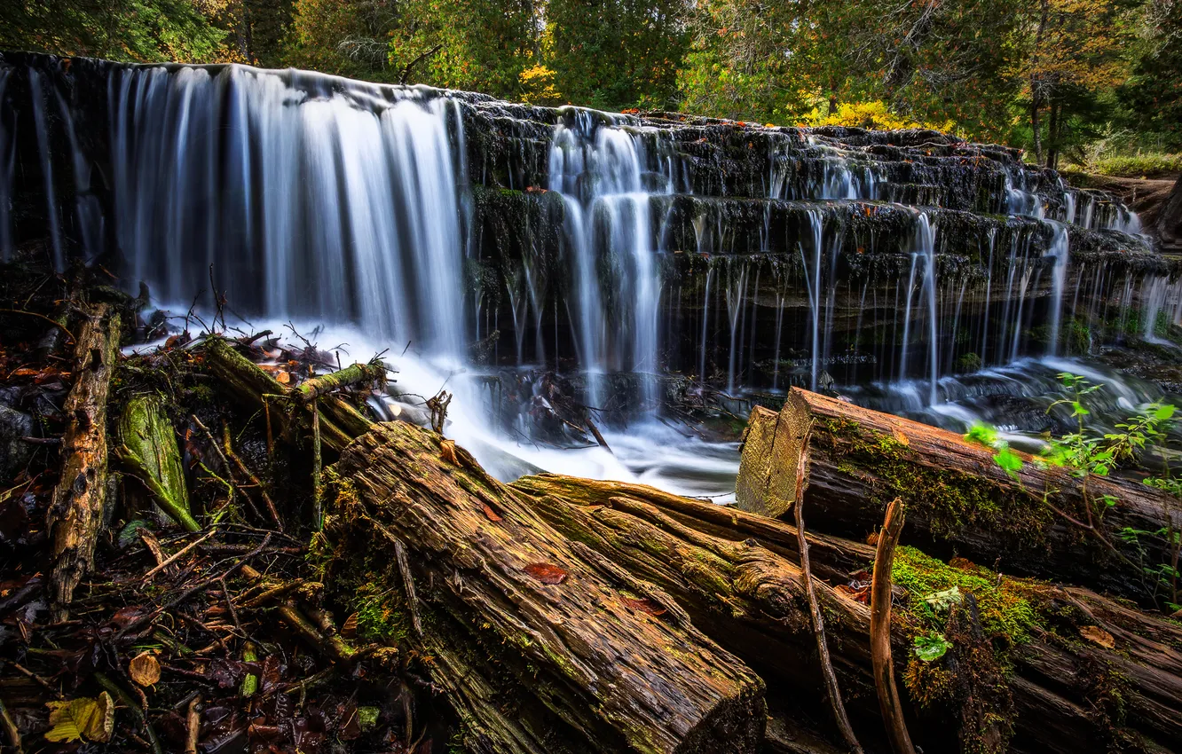 Photo wallpaper forest, trees, river, waterfall, stream, log, thresholds