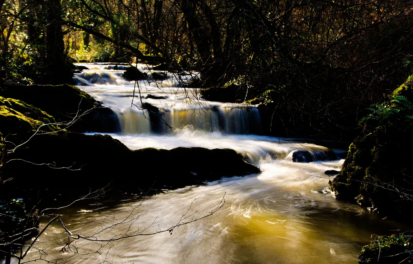 Photo wallpaper forest, river, stream, cascade