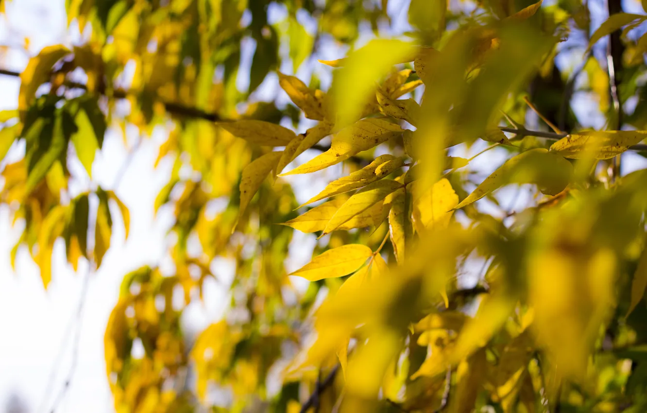 Photo wallpaper autumn, leaves, yellow, tree