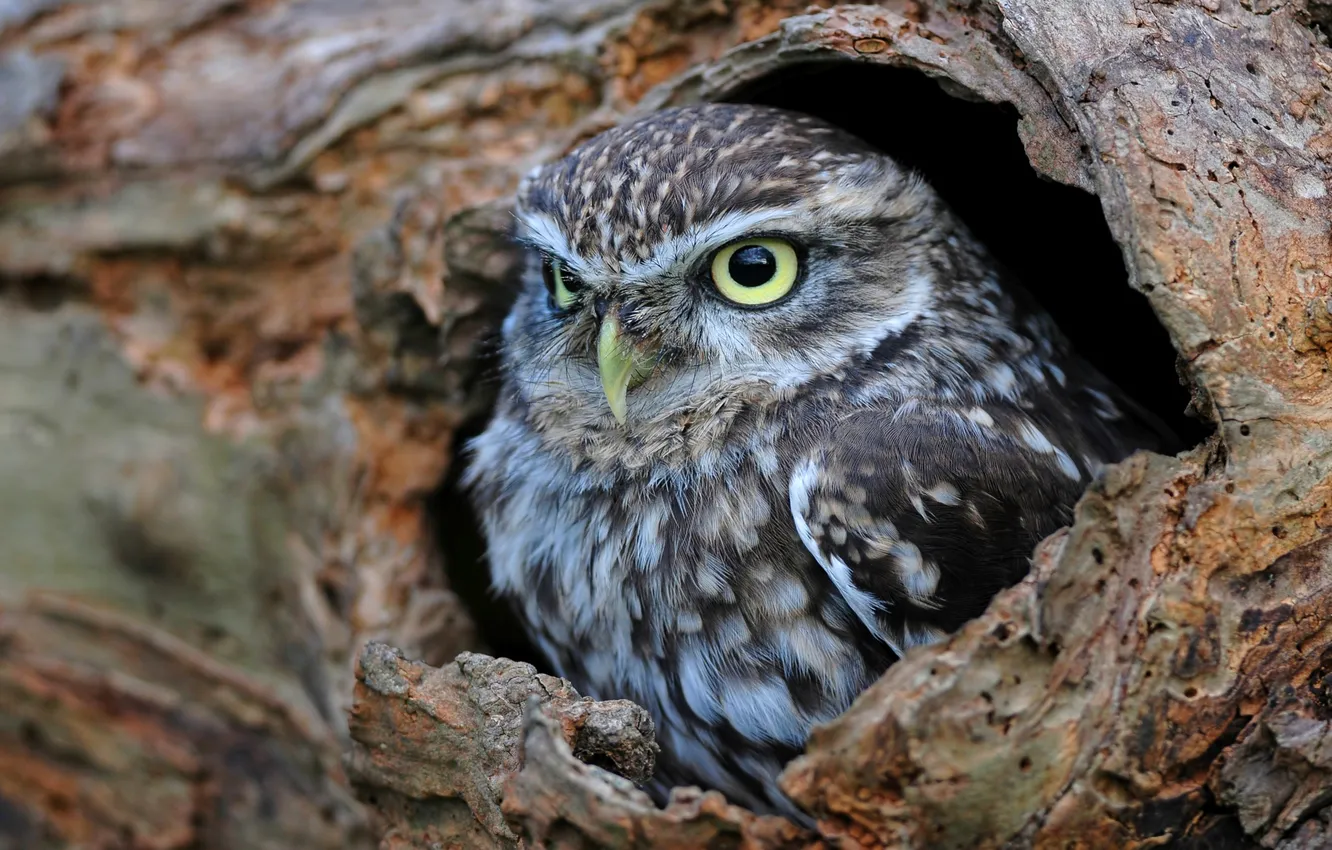 Photo wallpaper owl, bird, bark, the hollow, owlet