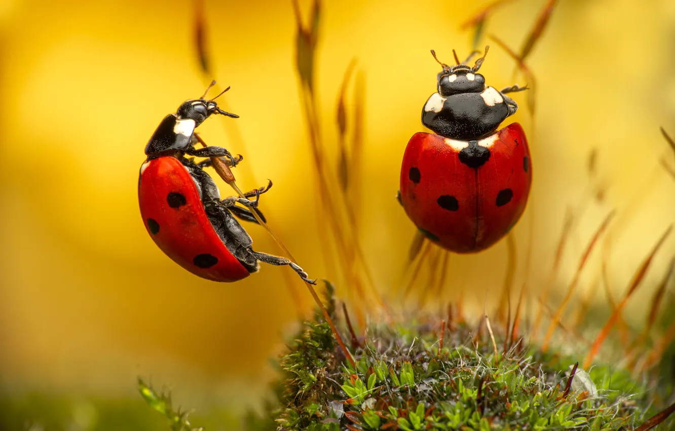 Photo wallpaper macro, insects, bugs, a couple, grass, Ladybugs