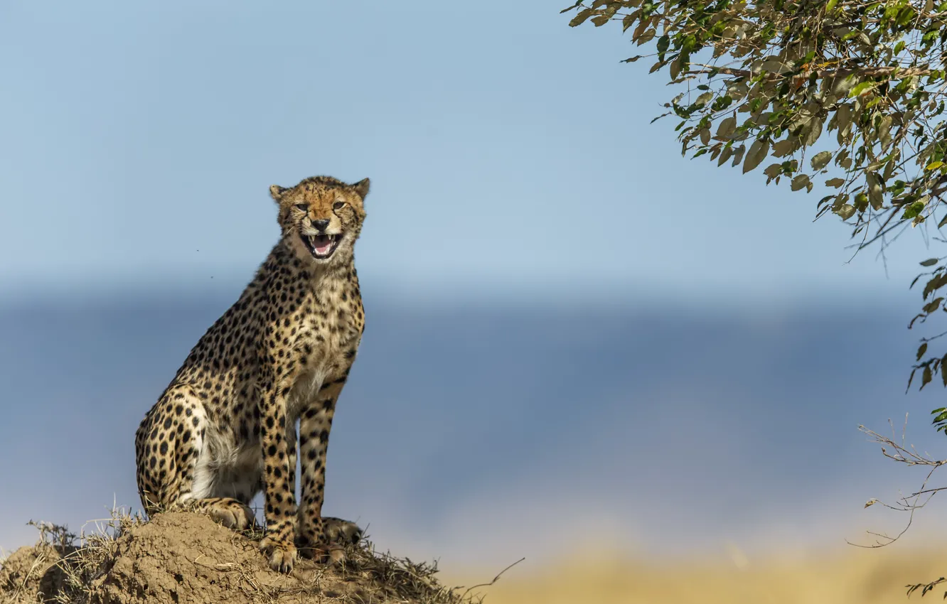 Photo wallpaper cat, nature, background, Cheetah