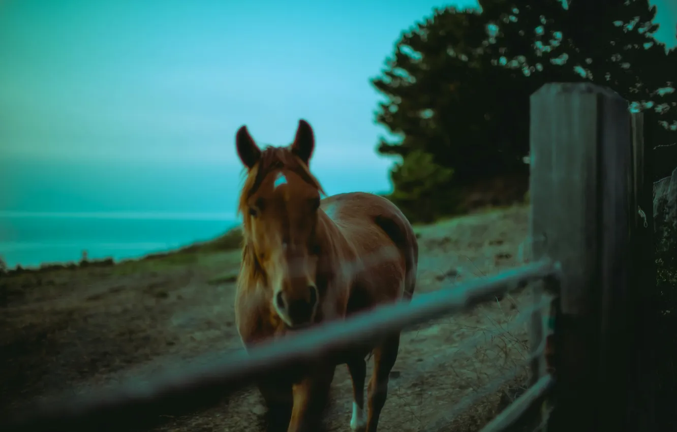 Photo wallpaper horse, the evening, Jessica Christian