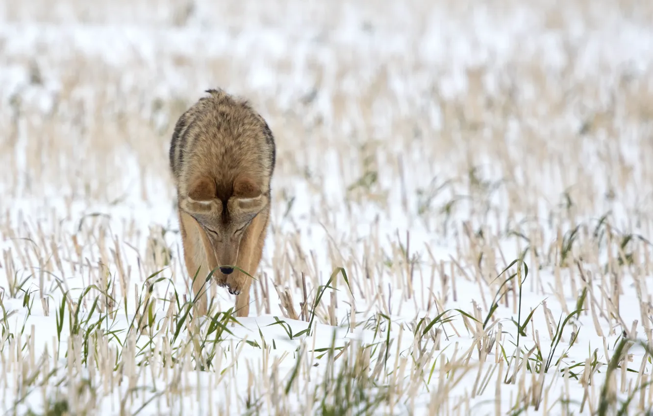 Photo wallpaper winter, field, snow, coyote