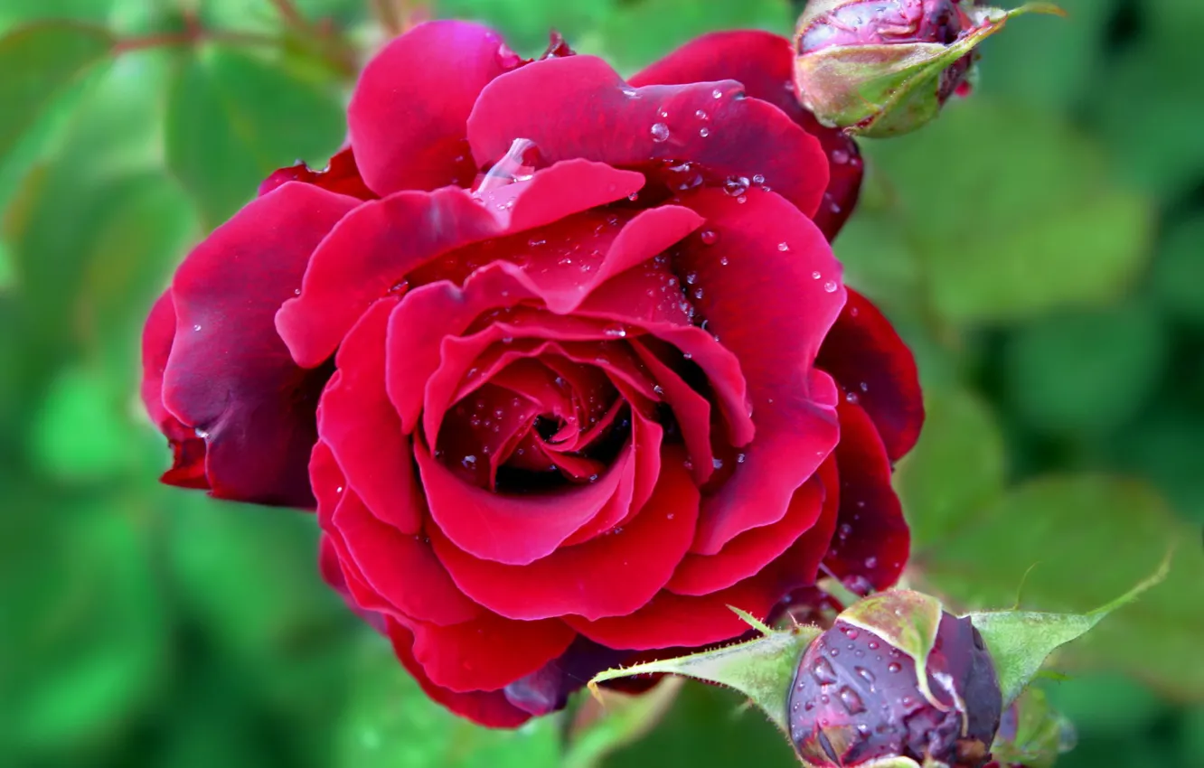 Photo wallpaper close-up, red rose, green background, drops