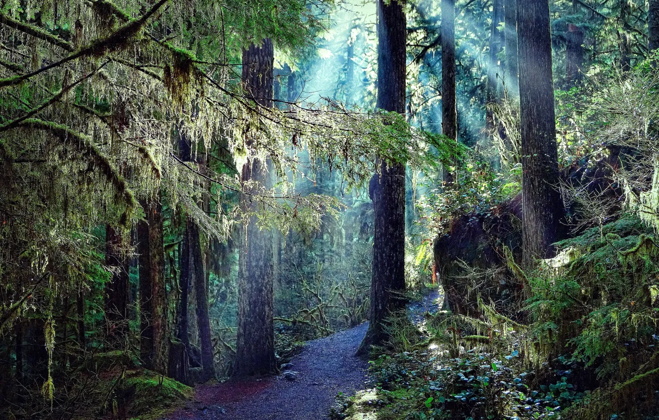 Photo wallpaper forest, trees, nature, photo, trail