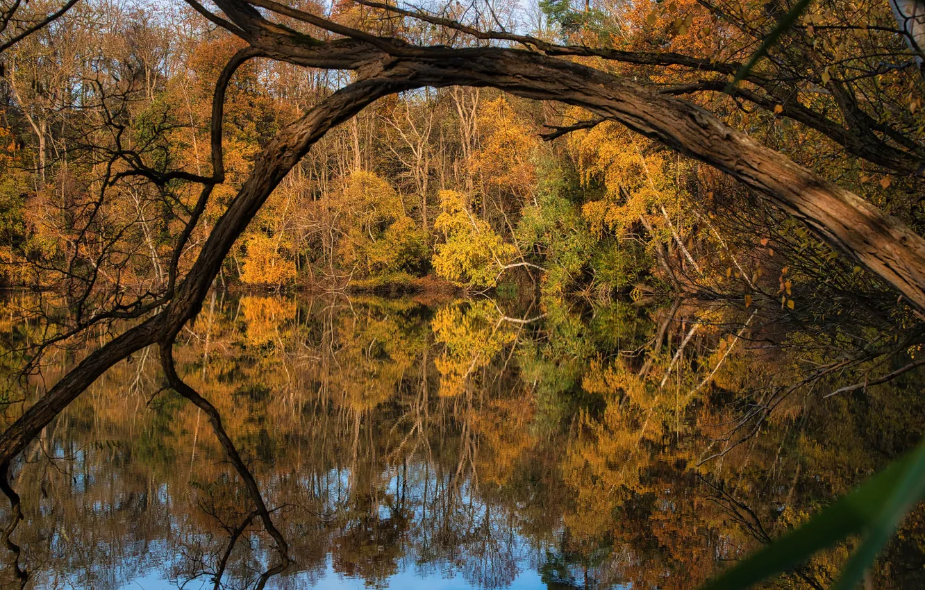 Photo wallpaper autumn, forest, trees, branches, nature, lake, reflection, thickets