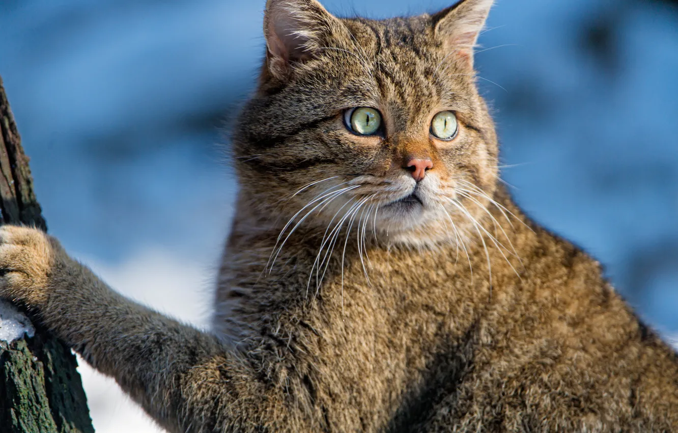 Photo wallpaper look, face, portrait, Wild cat, Wildcat