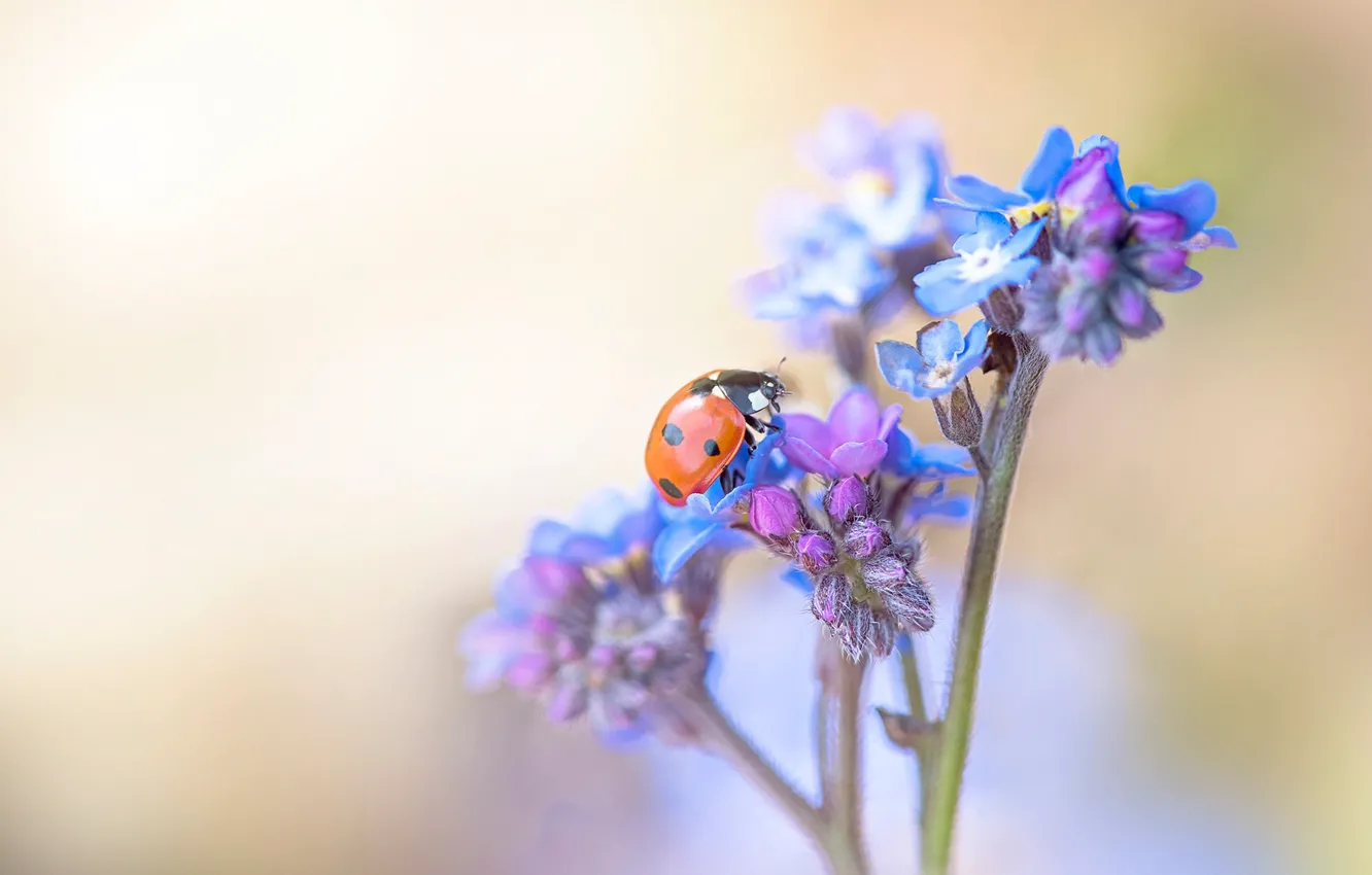 Photo wallpaper macro, flowers, red, background, blue, ladybug, beetle, blur