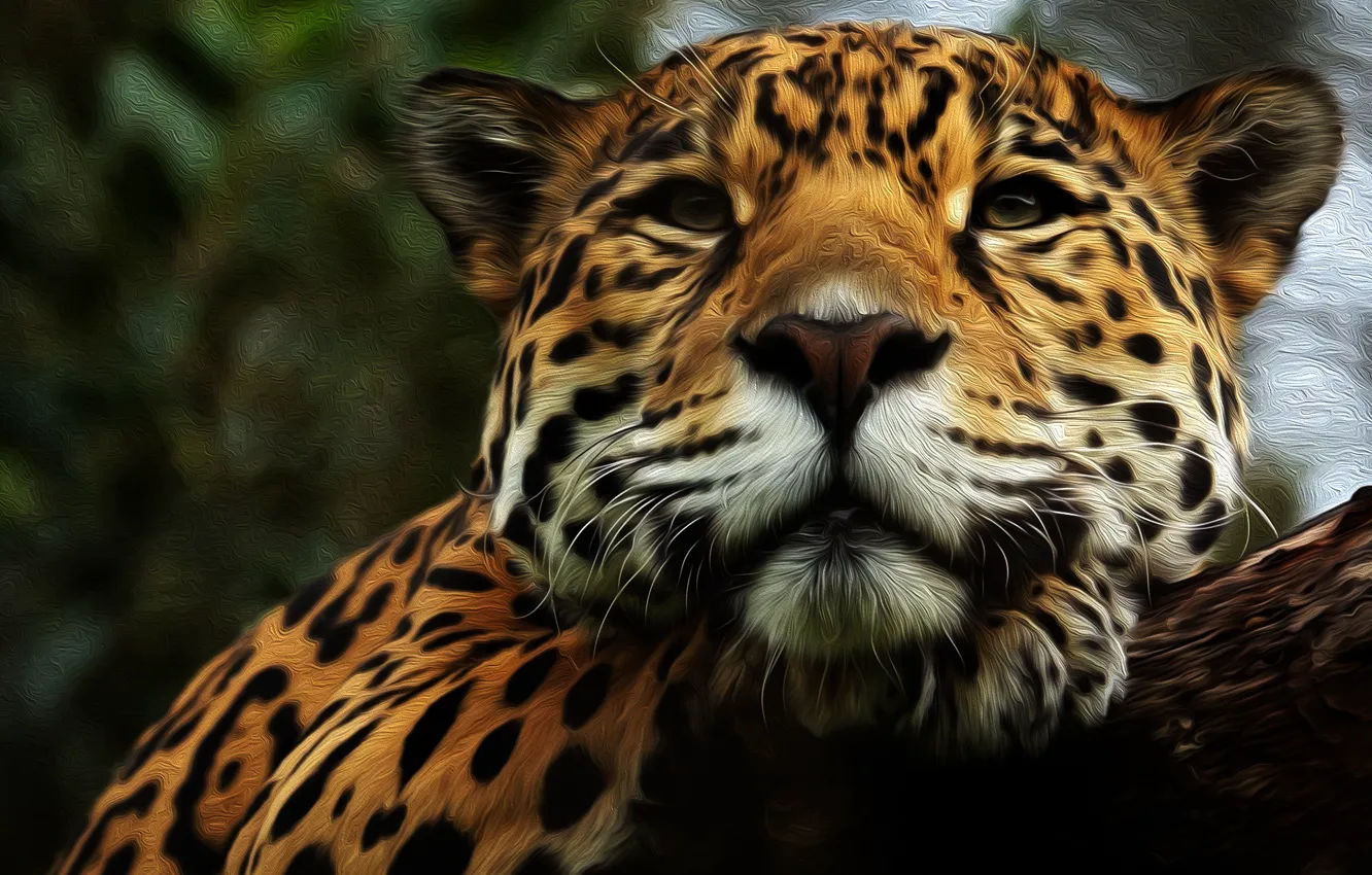 Photo wallpaper face, predator, Jaguar