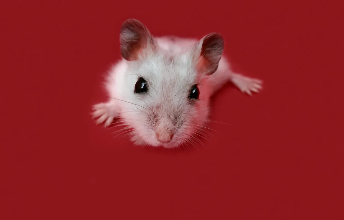 Photo wallpaper look, background, mouse