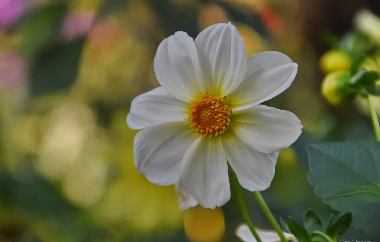 Photo wallpaper autumn, flowers, nature, October, dahlias