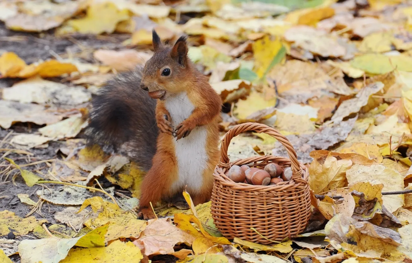 Photo wallpaper autumn, protein, nuts, basket