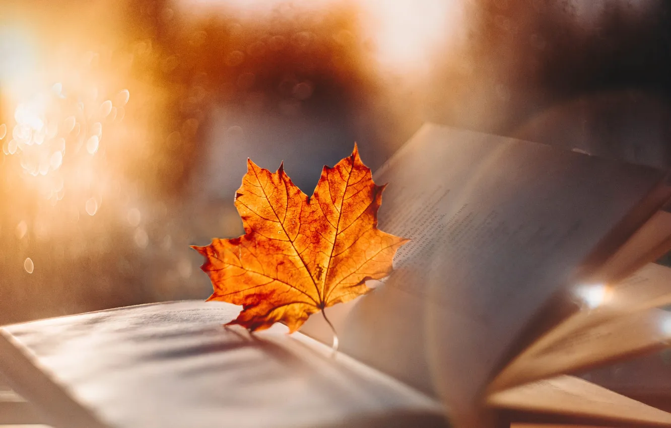 Photo wallpaper autumn, leaves, light, mood, leaf, book, page, maple