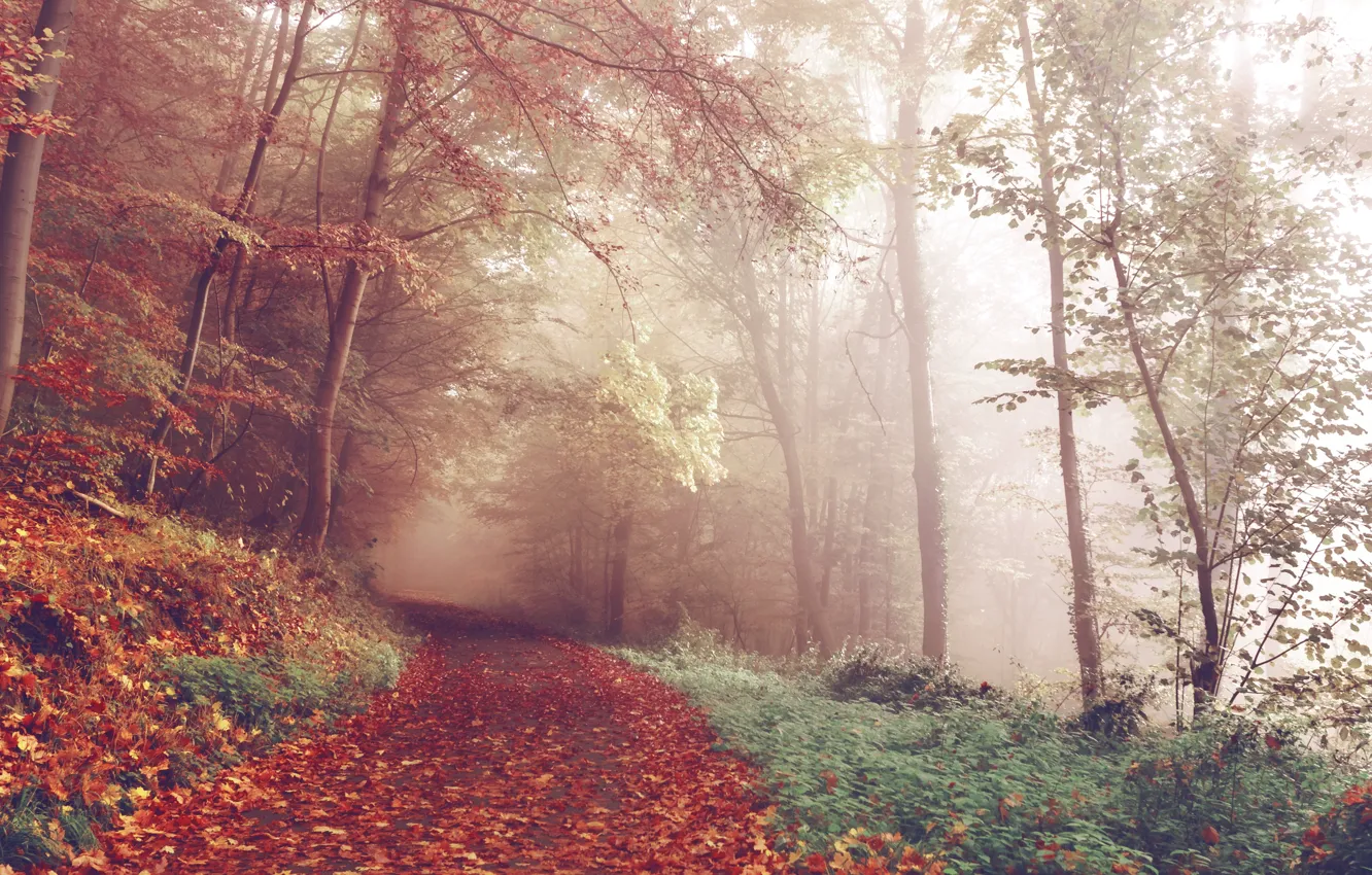 Photo wallpaper forest, trees, nature, autumn, leaves, fog, woods, trail