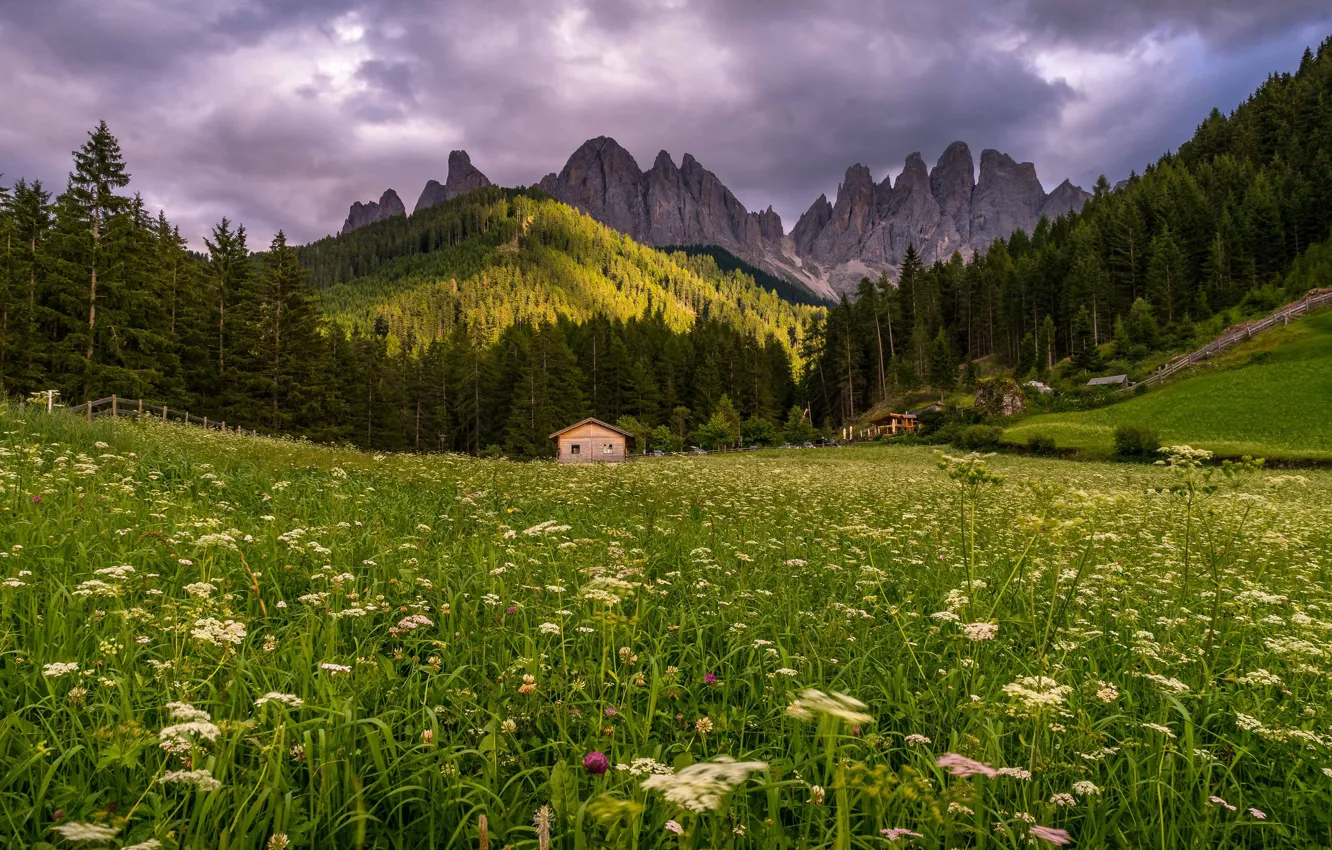 Photo wallpaper forest, summer, grass, clouds, landscape, flowers, mountains, nature