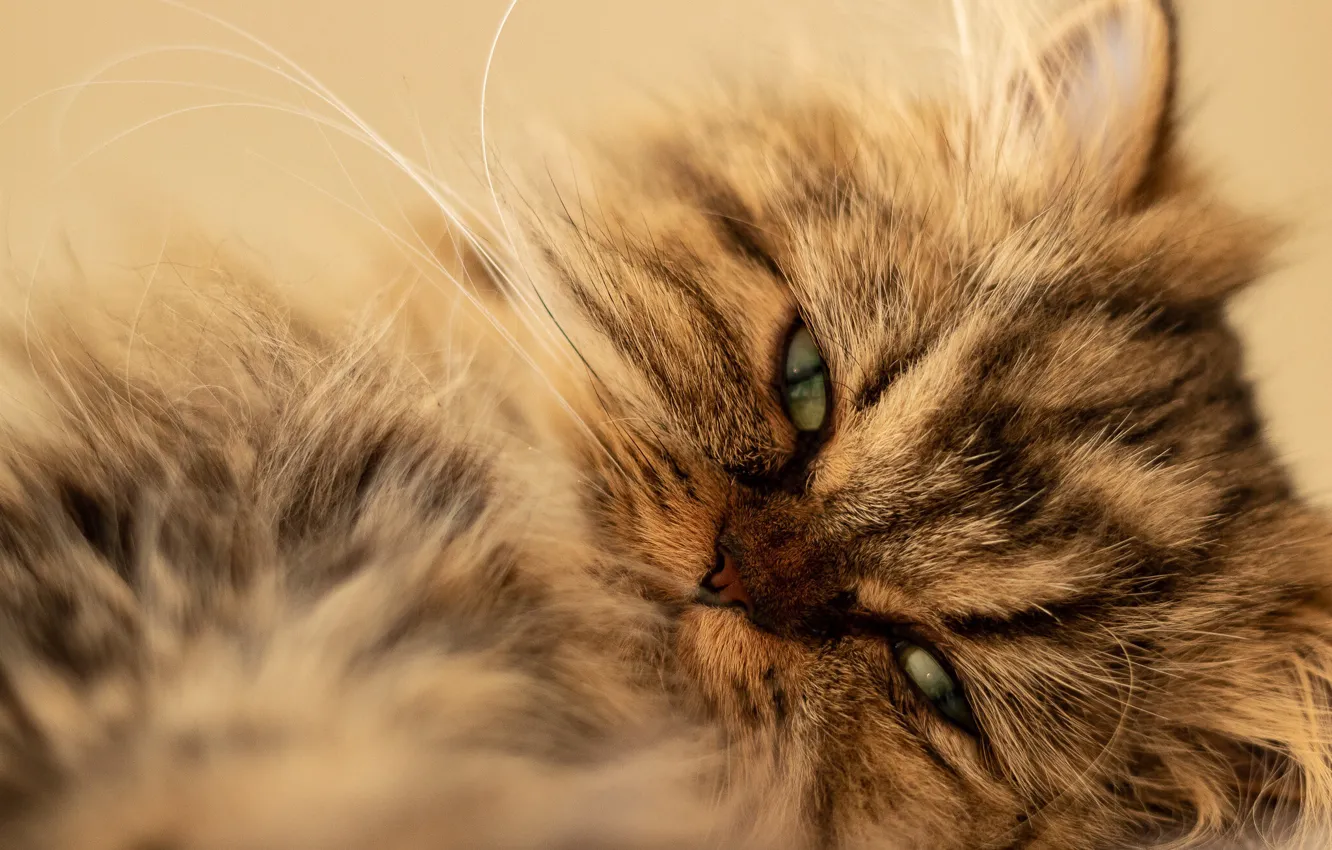 Photo wallpaper cat, look, fluffy, muzzle, cat, Persian cat