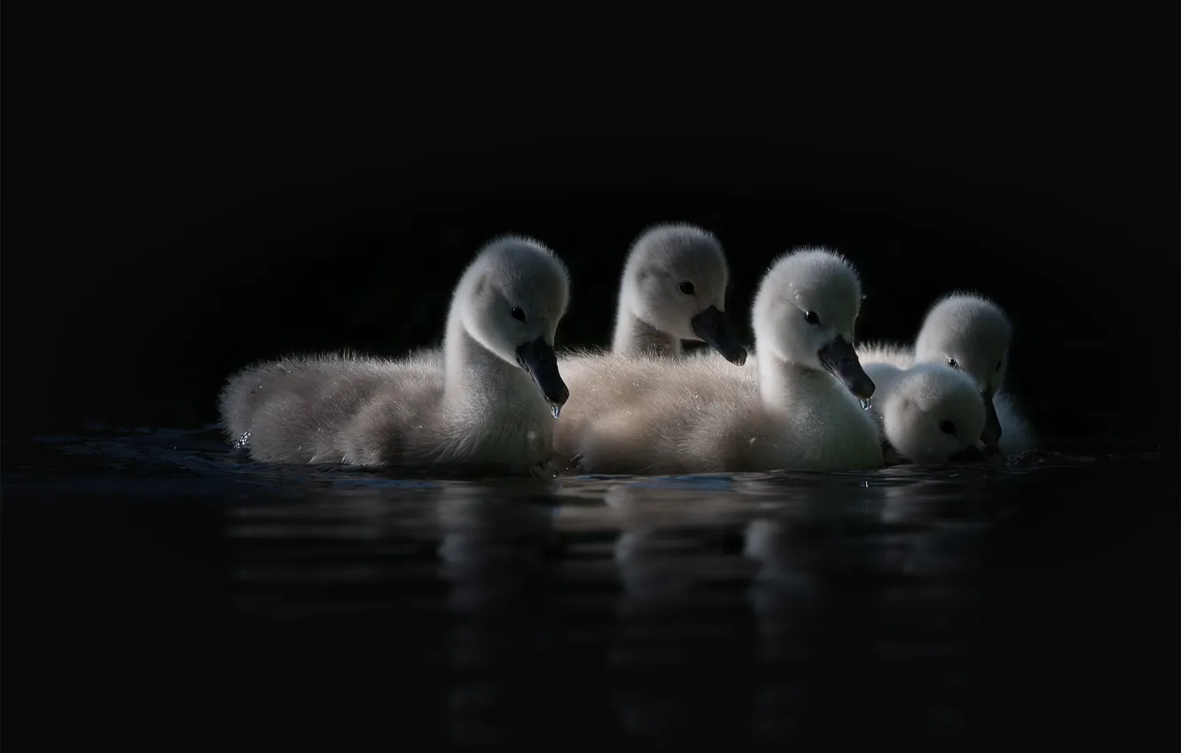 Photo wallpaper water, light, birds, reflection, black background, kids, swans, Chicks