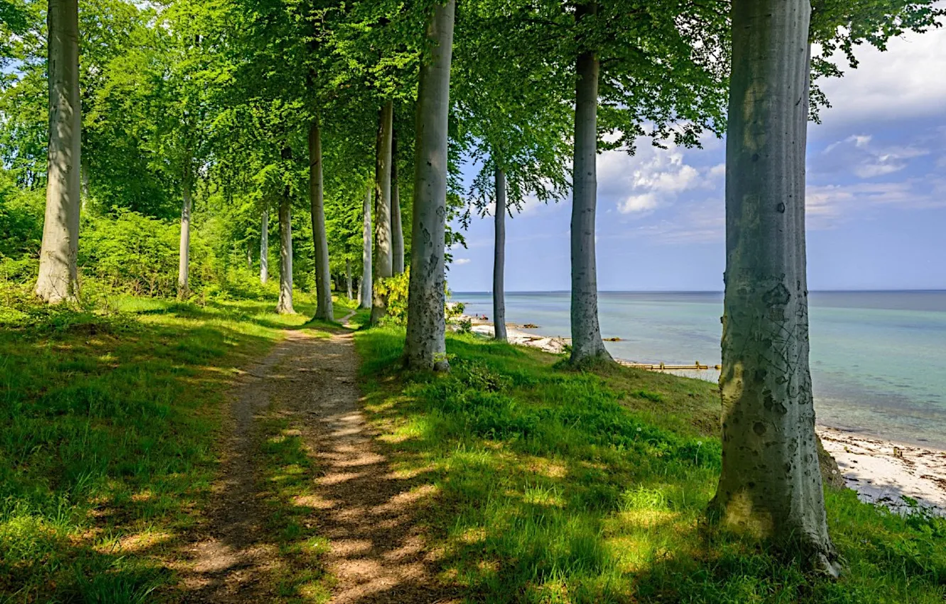 Photo wallpaper trees, pathway, shore