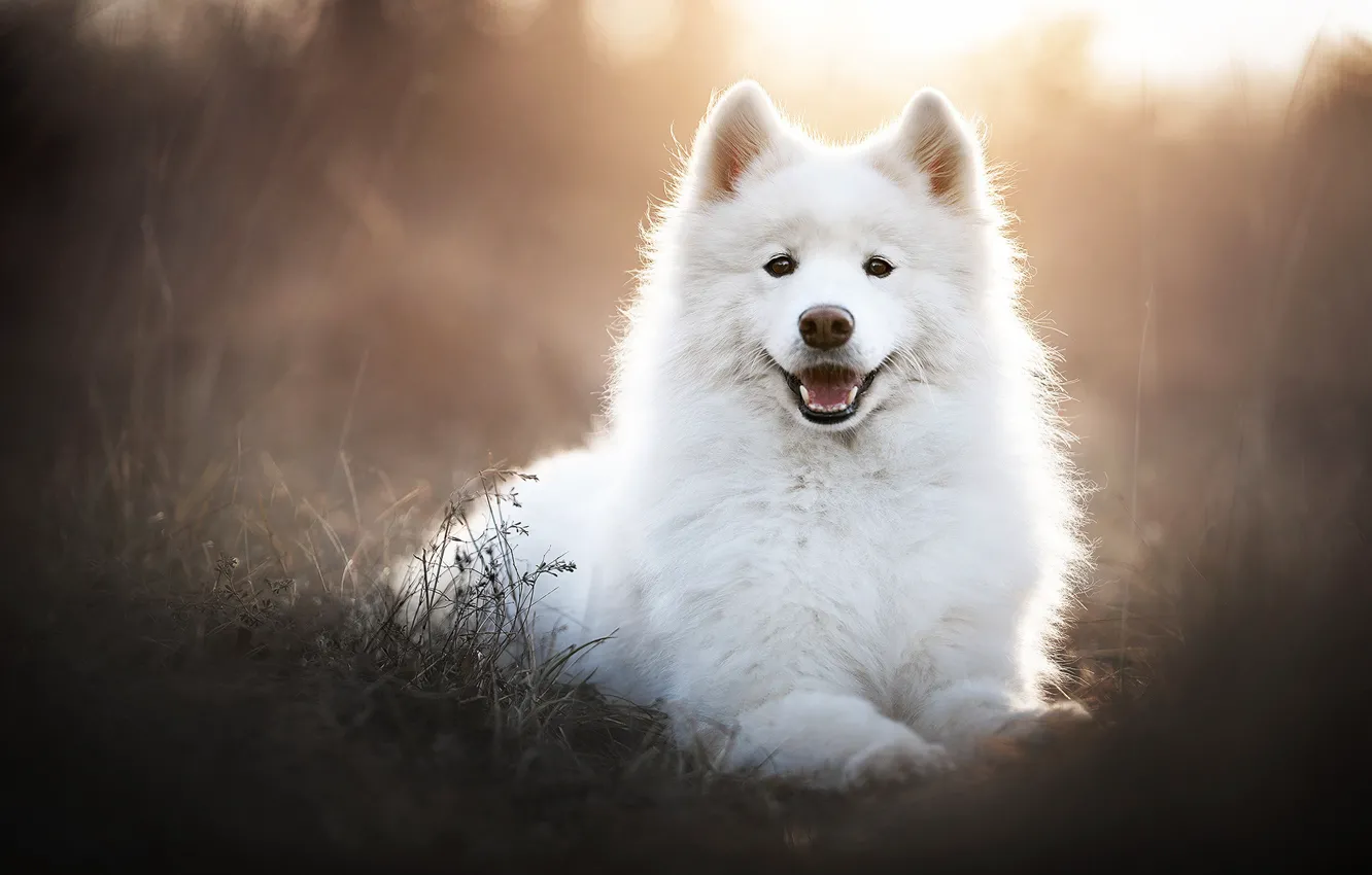 Photo wallpaper face, portrait, dog, white, Samoyed