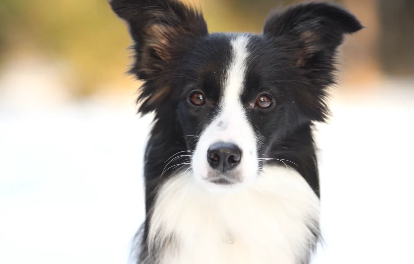 Photo wallpaper winter, the sun, dog, Border Collie, Border collie