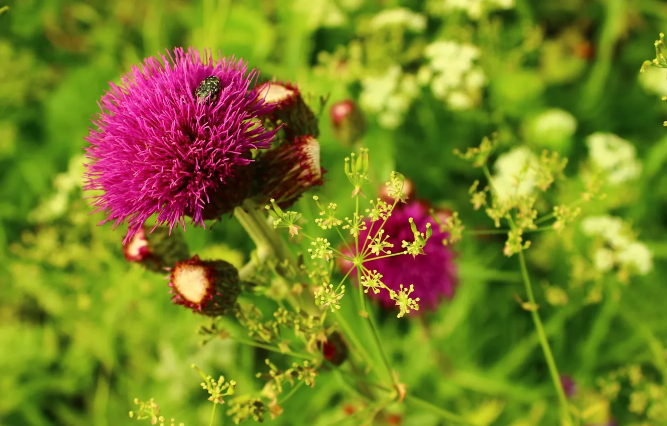 Photo wallpaper grass, flowers, meadow