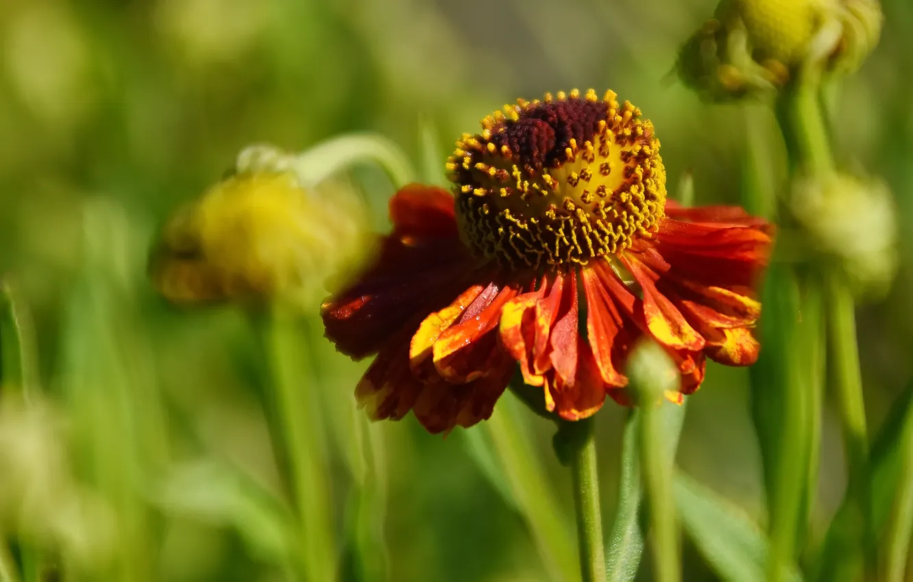 Photo wallpaper summer, flowers, nature