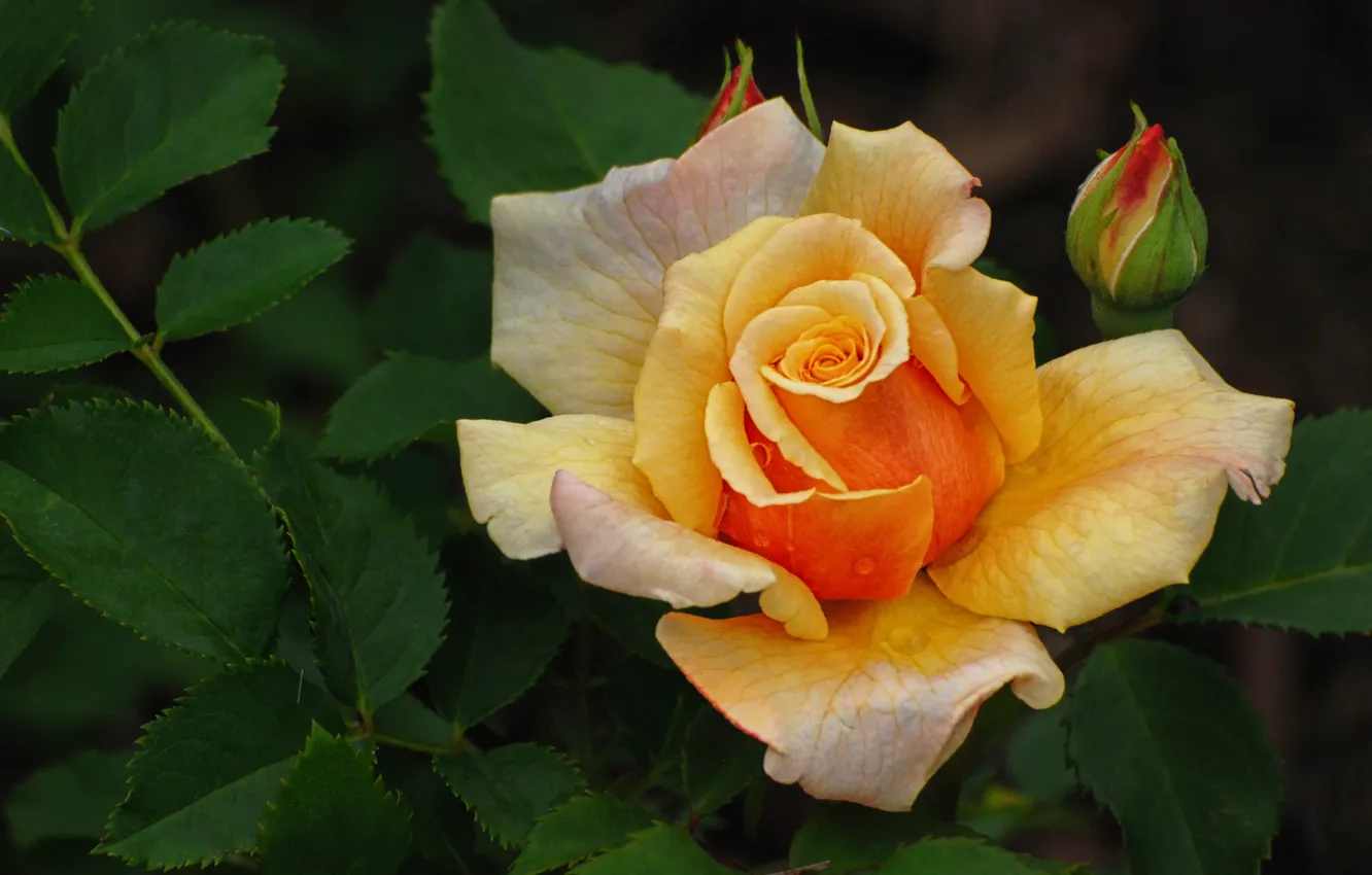 Photo wallpaper leaves, macro, flowers, yellow, roses, buds