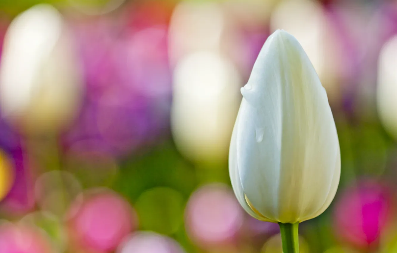Photo wallpaper white, flower, macro, background, Tulip