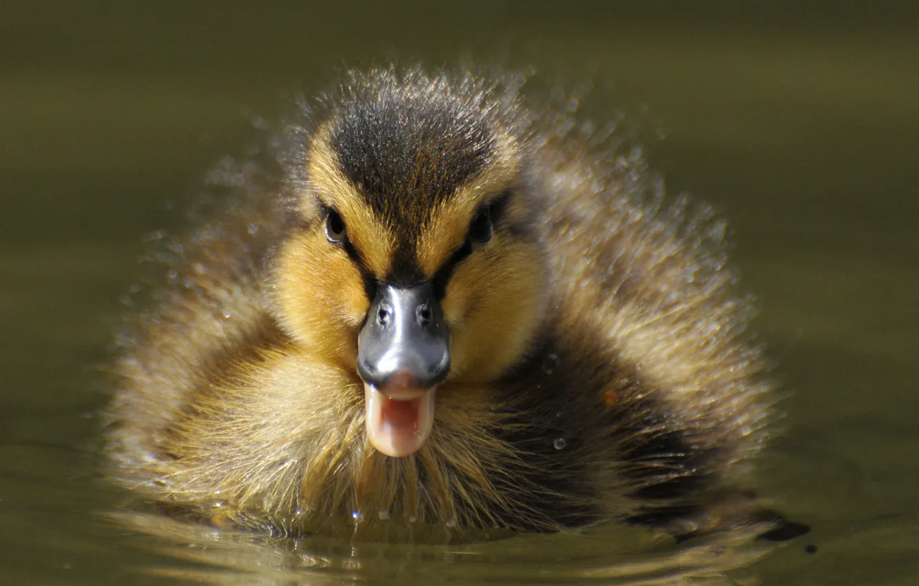 Photo wallpaper beak, baby, duck, chick