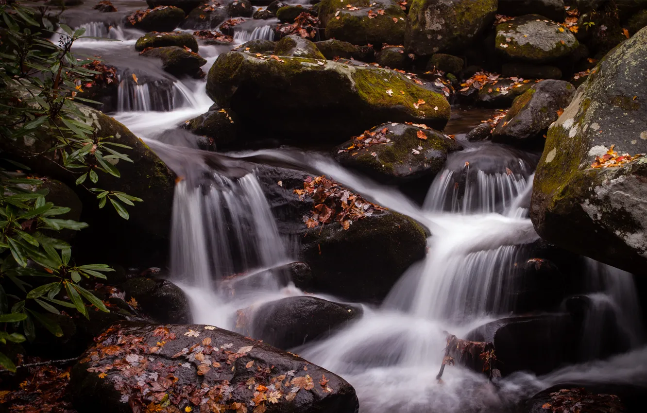 Photo wallpaper leaves, water, stones, waterfall