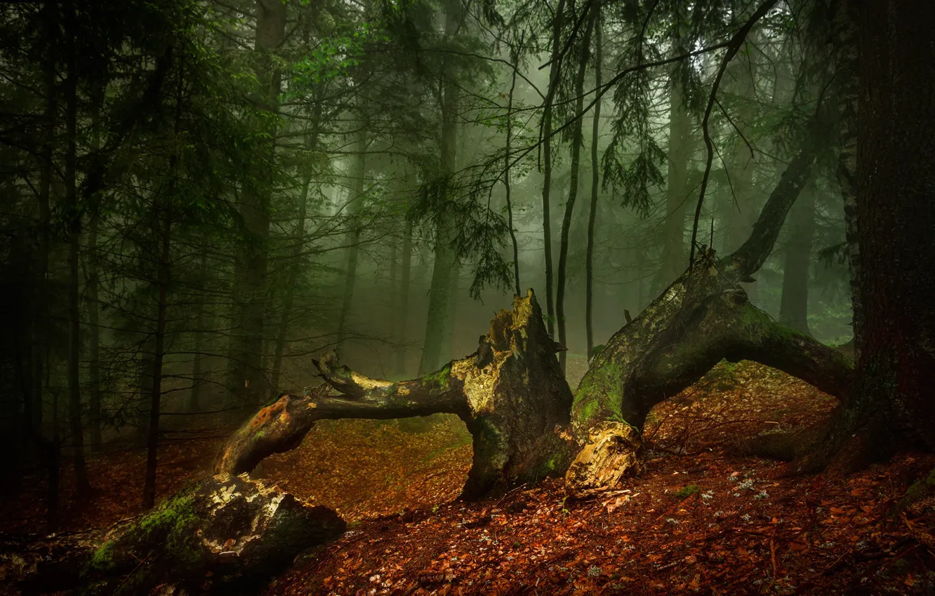 Photo wallpaper autumn, forest, trees, nature, fog, morning, Alexandrov Alexander