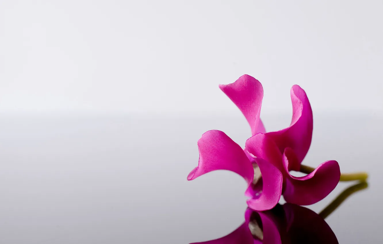 Photo wallpaper macro, flowers, reflection, grey, background, pink, minimalism, Flower