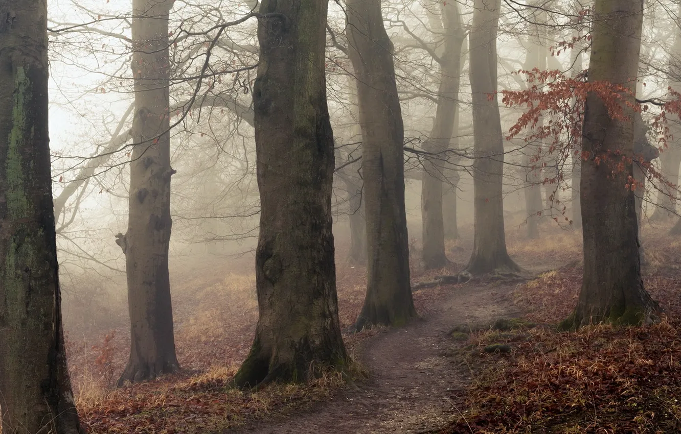 Photo wallpaper trees, nature, path