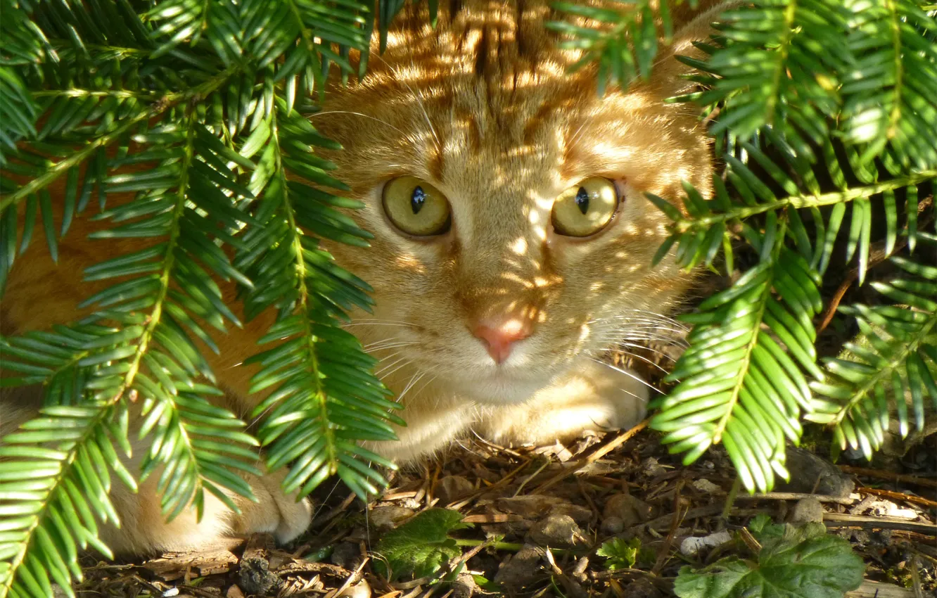 Photo wallpaper cat, cat, earth, red, needles, hiding