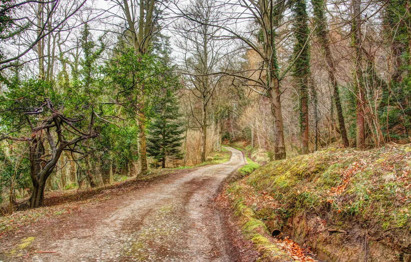 Photo wallpaper road, autumn, forest, treatment